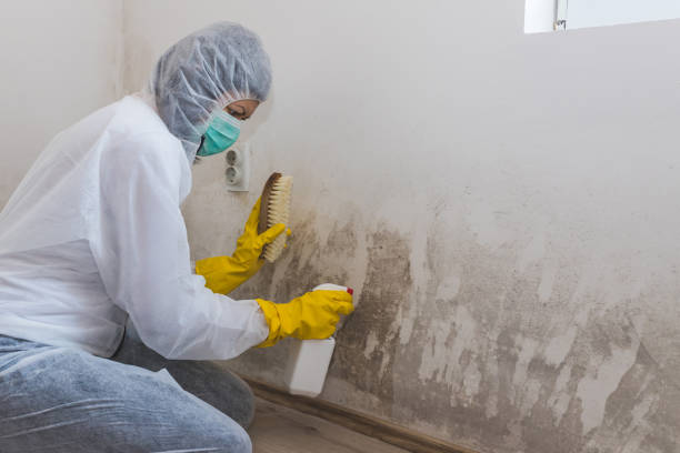 Mold Remediation for Rental Properties in Peoria, IL